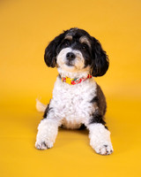Gertie 2