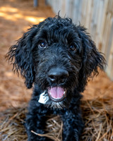 Maggie